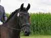 dressage horse Marje (Friese, 2012, from Targon vvon Marschhorst)