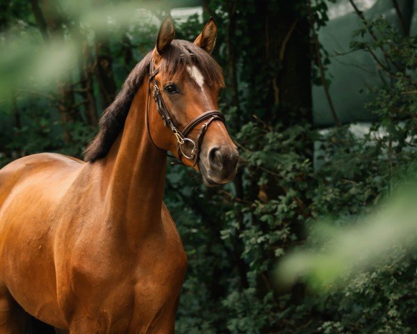 Springpferd Dolce Optima (Zangersheide Reitpferd, 2019, von Ducati van Schuttershof)