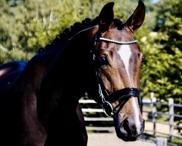 dressage horse Finch Hatton S 2 (Oldenburg, 2017, from Fürst Romancier)