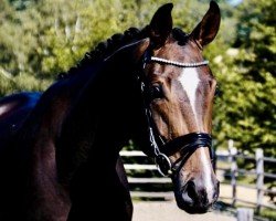 dressage horse Finch Hatton S 2 (Oldenburger, 2017, from Fürst Romancier)