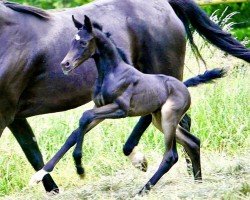 dressage horse Tosca S (Oldenburg, 2023, from Total Hope OLD)