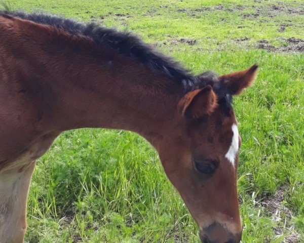 Fohlen von Andromache (Russisch Trakehner, 2024, von Trubatsch)