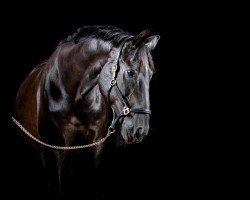 dressage horse Romantico 27 (Hanoverian, 2005, from Rubinero 2)