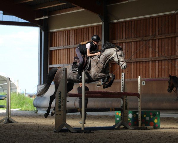 jumper Chaneira 3 (Westphalian, 2018, from Caressini)