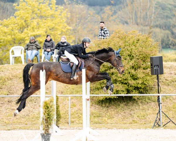 Springpferd Minos v.d. Papendijk (Belgisches Warmblut, 2012, von Edjaz van T Merelsnest)