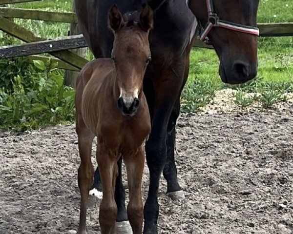 foal by Impuls (Trakehner, 2024, from Imperio 3)