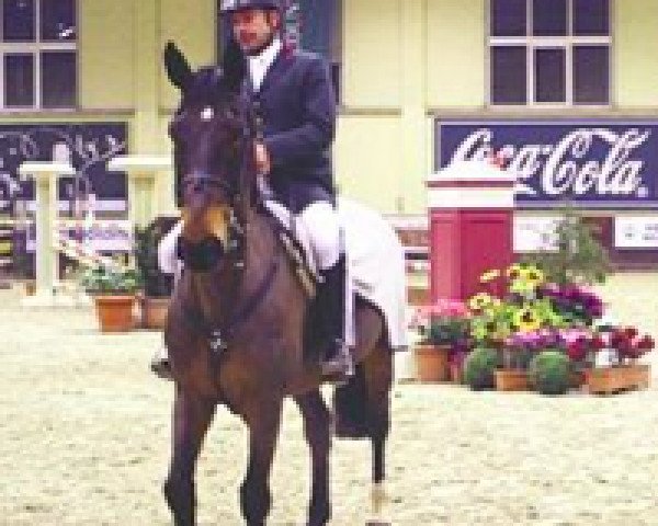 jumper Sadio van de West Gavares (Belgian Warmblood, 1995, from Nabab de Rêve)