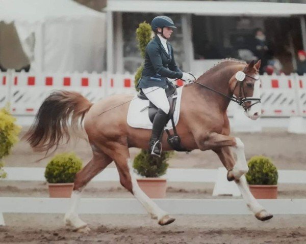 dressage horse Ilar Apollo (Welsh-Cob (Sek. D), 2009, from Gwynfaes Culhwch)