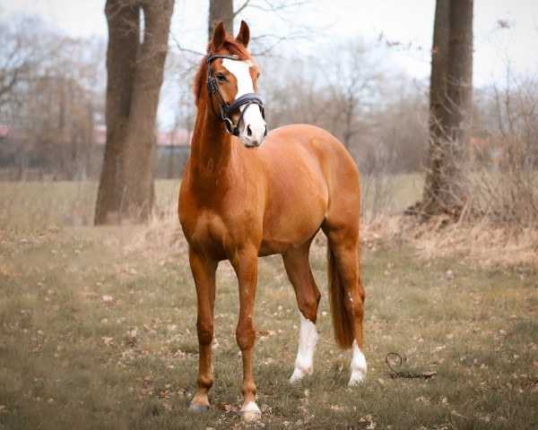 Springpferd Kendar SAG ( Niederländische Reitpferde und Ponys mit arabischem Blut, 2019, von Kitt SB)