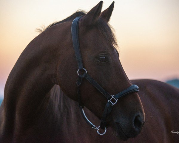 broodmare Curley 18 (Oldenburg, 2009, from Curator 2)