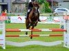 jumper Hilton G (Swedish Warmblood, 2012, from Quality Time)