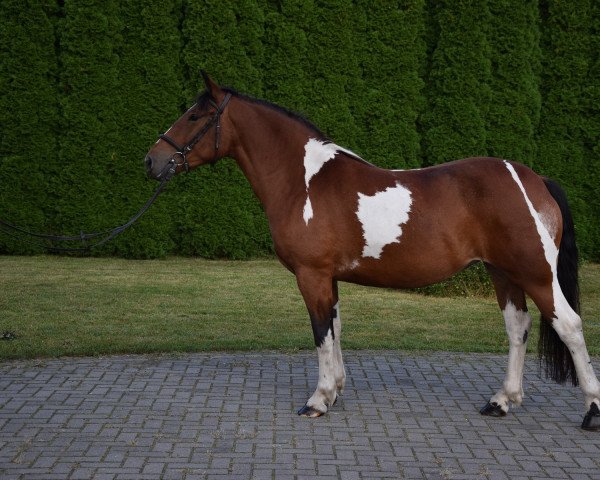 horse Natka (Polish Warmblood, 2016)