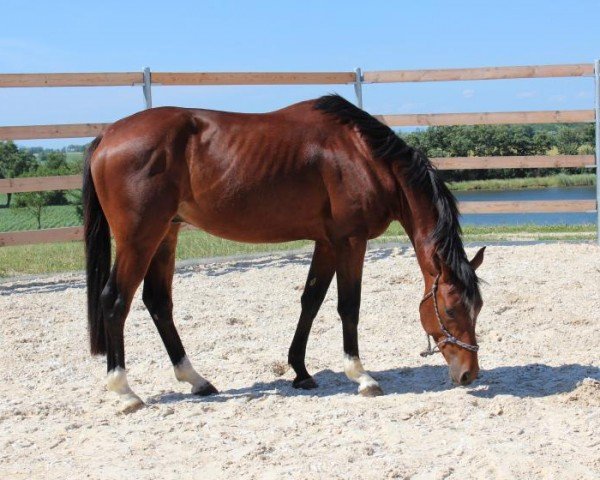 stallion Blues King de l'Esque AA (Anglo-Arabs, 2011, from King Size AA)