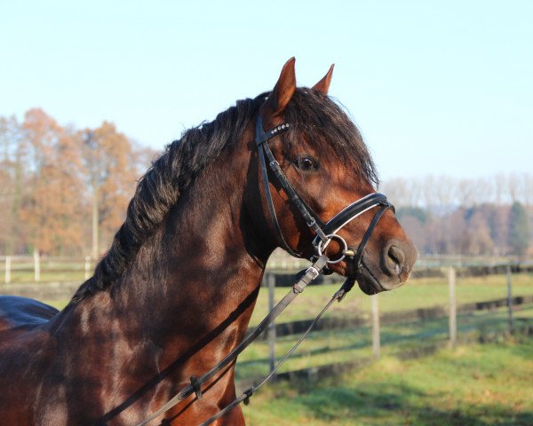 dressage horse Ceramonte B (Holsteiner, 2012, from Calido G)