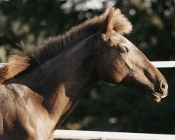 Pferd Zorrito vom Elbenwald (Lusitano, 2018)