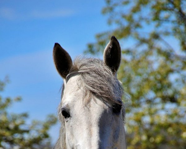 dressage horse Don't touch 22 (Bavarian, 2009, from Birkhofs Denario)