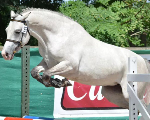 jumper Veehaypee du Serein (French Pony, 2009, from Dexter Leam Pondi)