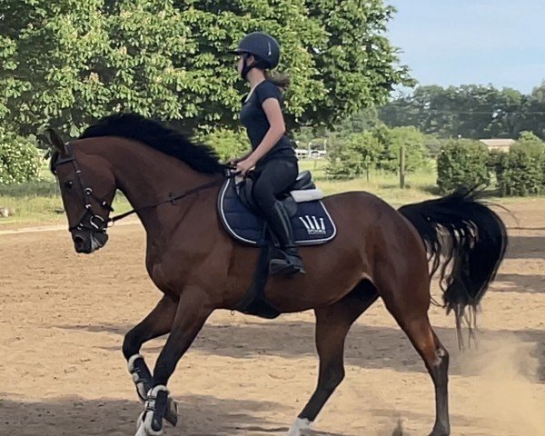 jumper Miss Killy (Swedish Warmblood, 2017, from Eldorado vd Zeshoek Tn)