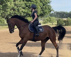 jumper Miss Killy (KWPN (Royal Dutch Sporthorse), 2017, from Eldorado vd Zeshoek Tn)