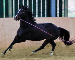 Zuchtstute Fiene Noire (Hannoveraner, 2010, von Fuechtels Floriscount OLD)