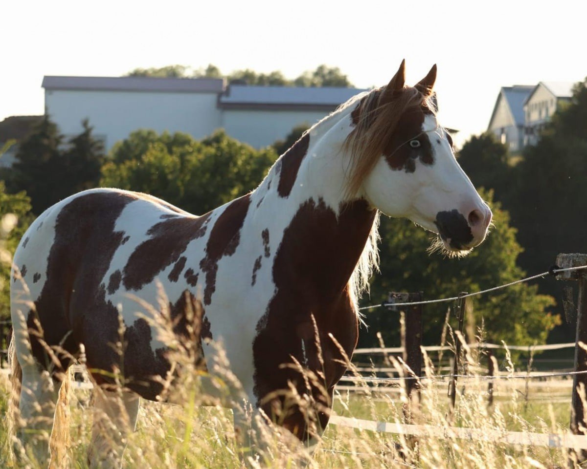 Deckhengst Am Mad Max (Paint Horse, 2008, von Glo Bar Olena)