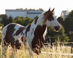 horse AM MAD MAX (Paint Horse, 2008, from Glo Bar Olena)