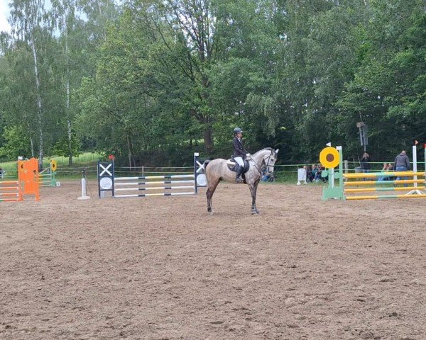 jumper Dakota 534 (Arabian thoroughbred, 2017, from Silverado)