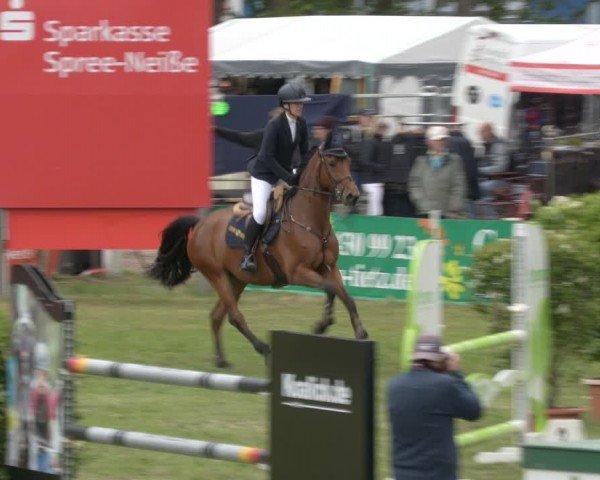 Reitturnier Cottbus-Sielow 2024