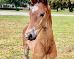 Springpferd Lazarro FF (Mecklenburger, 2021, von Lamarco 5)