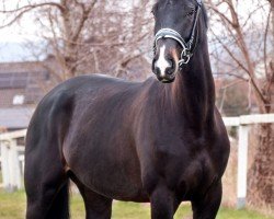 dressage horse Radieschen (Westphalian, 2018, from Rocky Lee)