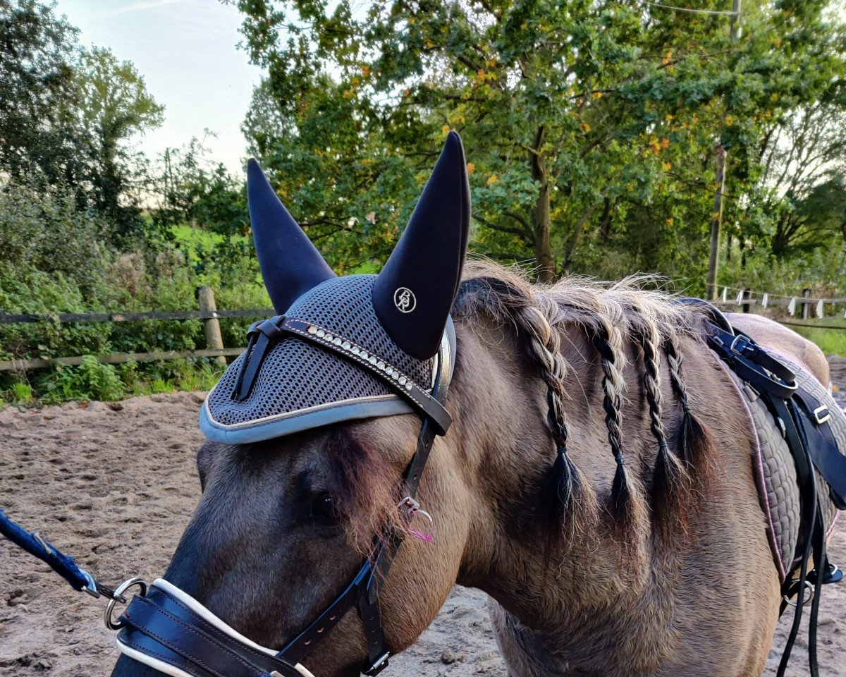 horse Felix von Croÿ (Duelmener, 2018)