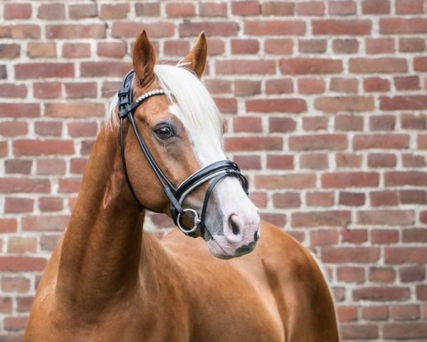 dressage horse Colour of Diamond (German Riding Pony, 2014, from Caspari Royale)