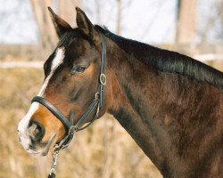 broodmare Perkallen (Trakehner, 1986, from Maquisard xx)