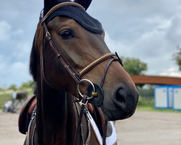 Springpferd Zukunft Pink (Zangersheide Reitpferd, 2018, von Columbus Z)