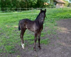 dressage horse Hengst v. Escanto PS (Westphalian,  , from Escanto PS OLD)