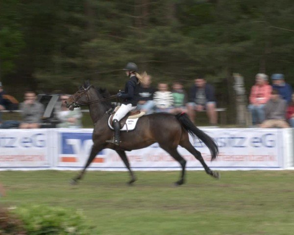 Reitturnier Cottbus-Sielow 2024