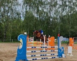 jumper Cupido Grande (German Sport Horse, 2019, from Cellagon Cascais)