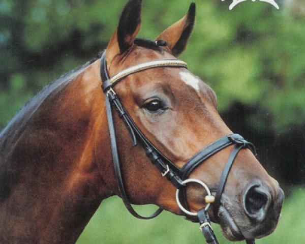 horse Pictou (Trakehner, 1999, from Louidor)