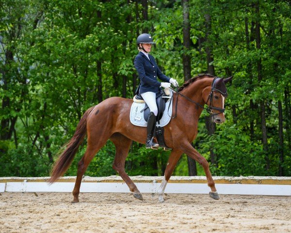 dressage horse Florentina Rb (Westphalian, 2018, from Feinrich)