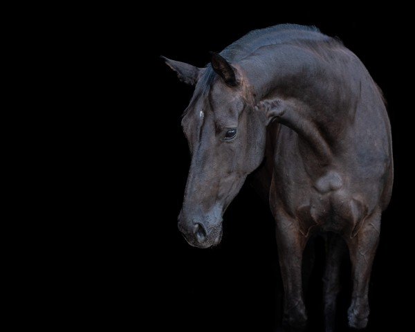 dressage horse Vitalis Hit Viva la Vida OM (Oldenburg, 2019, from Vitalis)