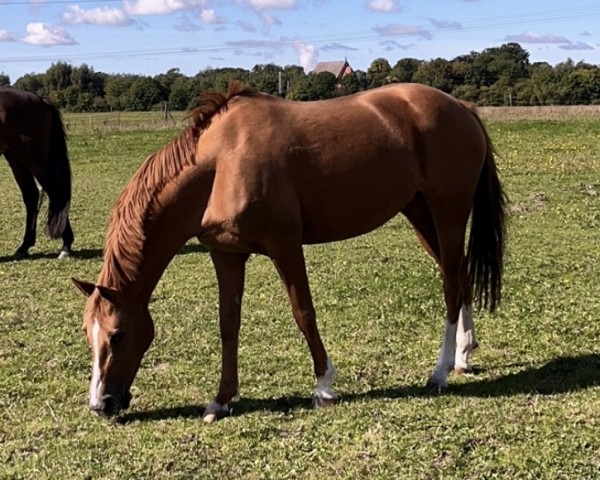 horse Ghazala (German Riding Pony, 2013, from Golden Dream R)