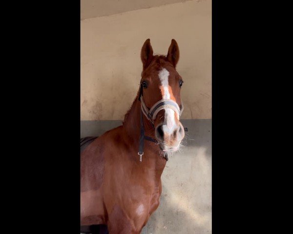Video of Ghazala