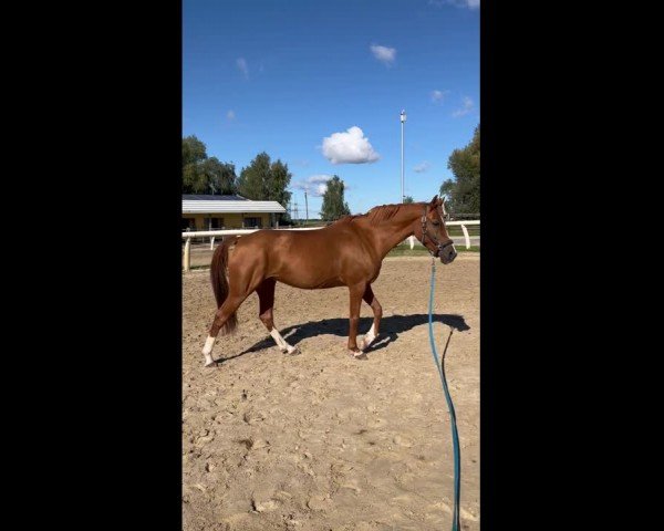 Video of Ghazala