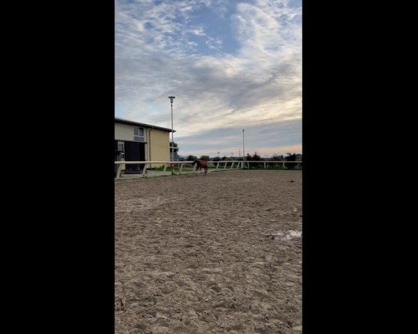 Video of Ghazala