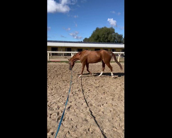 Video of Ghazala