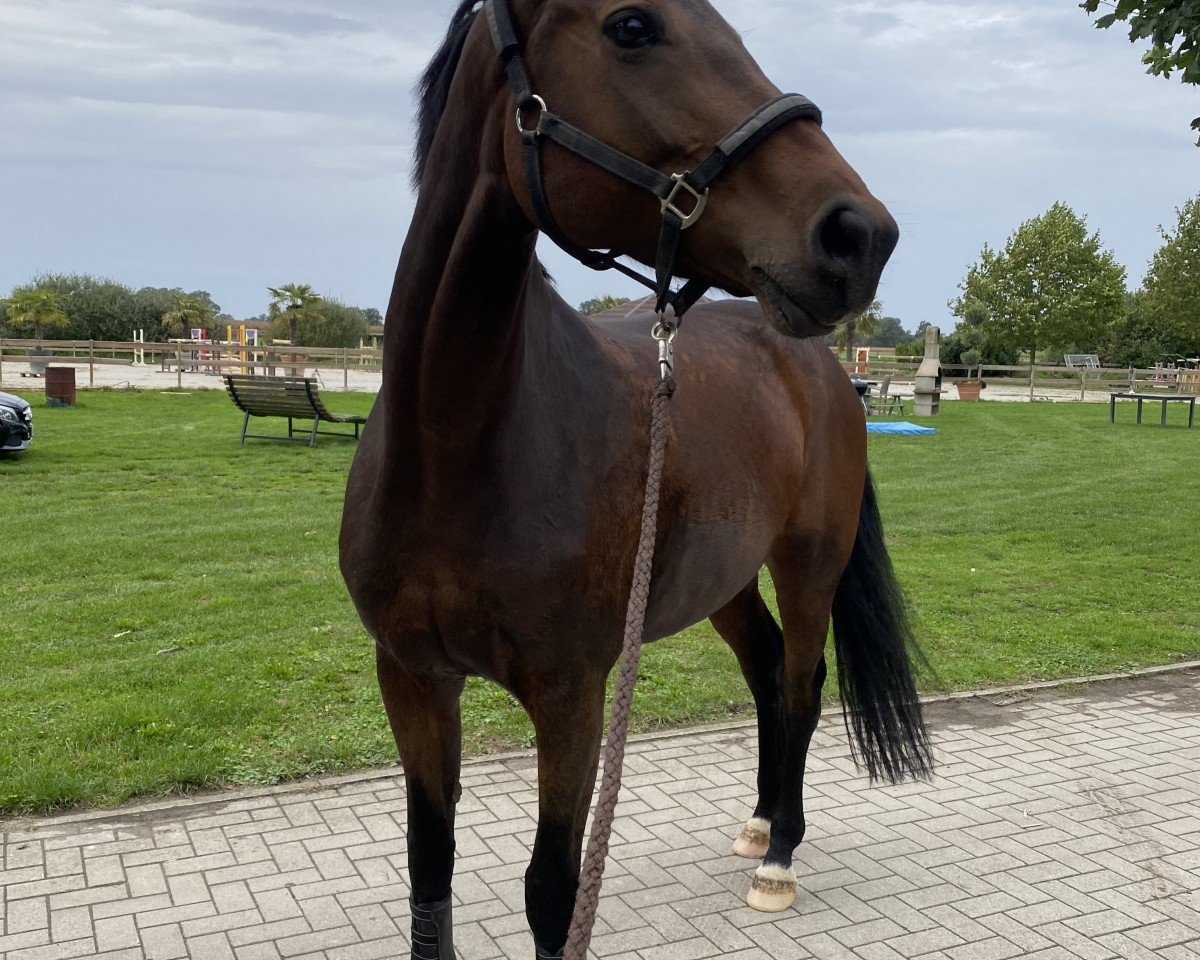 jumper Cleopatrah H (Westphalian, 2010, from Christiano)