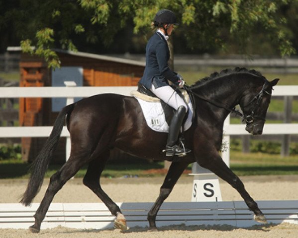 dressage horse Kalimero 78 (Trakehner, 2012, from Hibiskus)