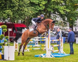 jumper Chiminiy (German Warmblood, 2015, from Chaman)