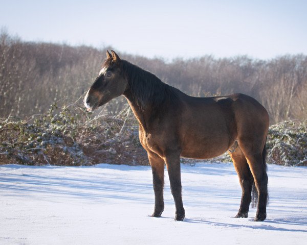 horse Galeno 2 (Andalusians/horse of pure Spanish race, 1994)