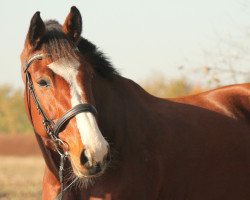 jumper Adriano 221 (Holsteiner, 2004, from Aljano)